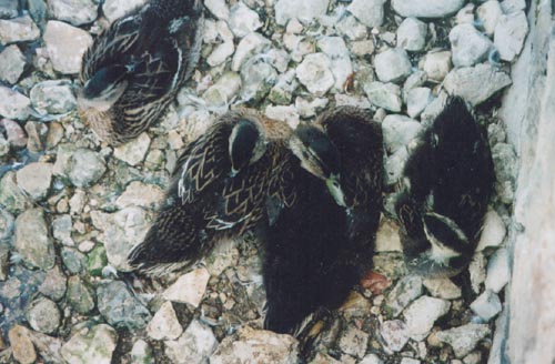 walk-ducklings